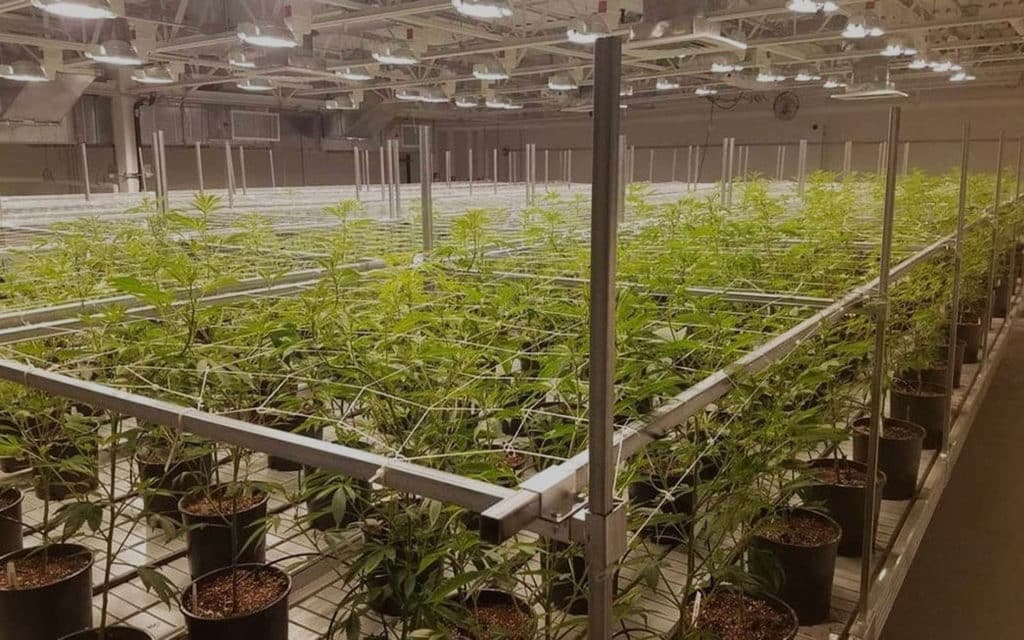 Medical Cannabis Cultivation Solutions | The Best Grow