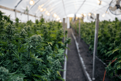 dagga-license-south-africa-growing-green-house-min