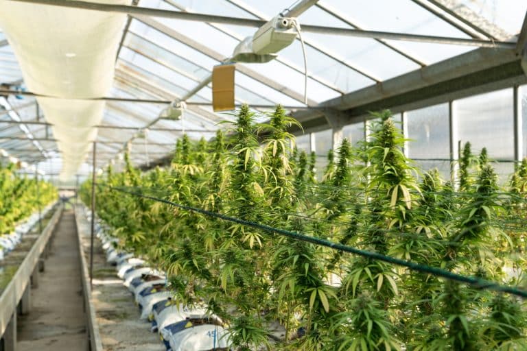 Read more about the article Proper Irrigation is the Key to Growing Cannabis