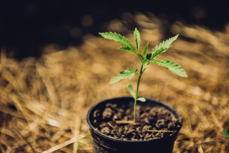 Read more about the article Grotek Nutrients: Unleashing the Potential of Cannabis Cultivation