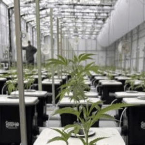 RDWC – Recirculating Deep Water Culture – Medium-less Cultivation Systems