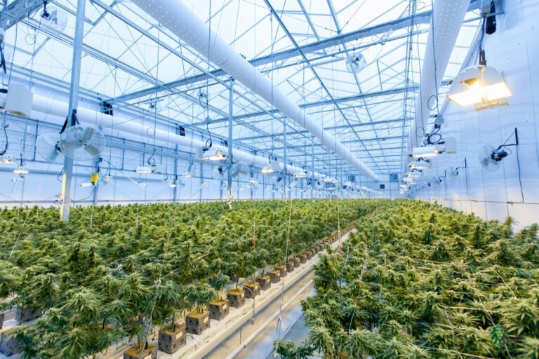 Read more about the article Turnkey Cannabis Facilities in South Africa